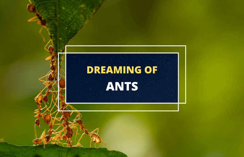 Dream Scenarios with Ants
