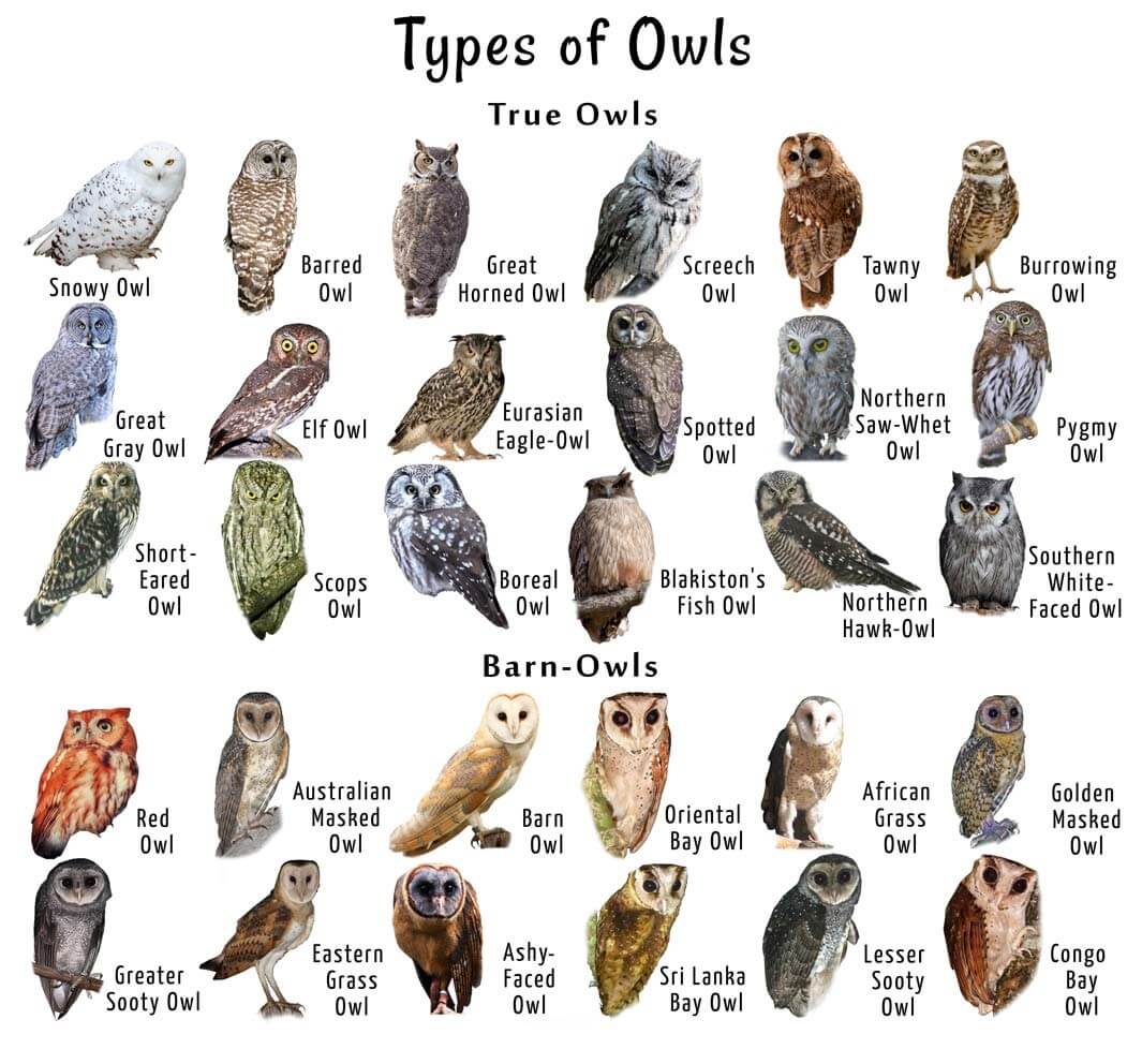 Types of Owls