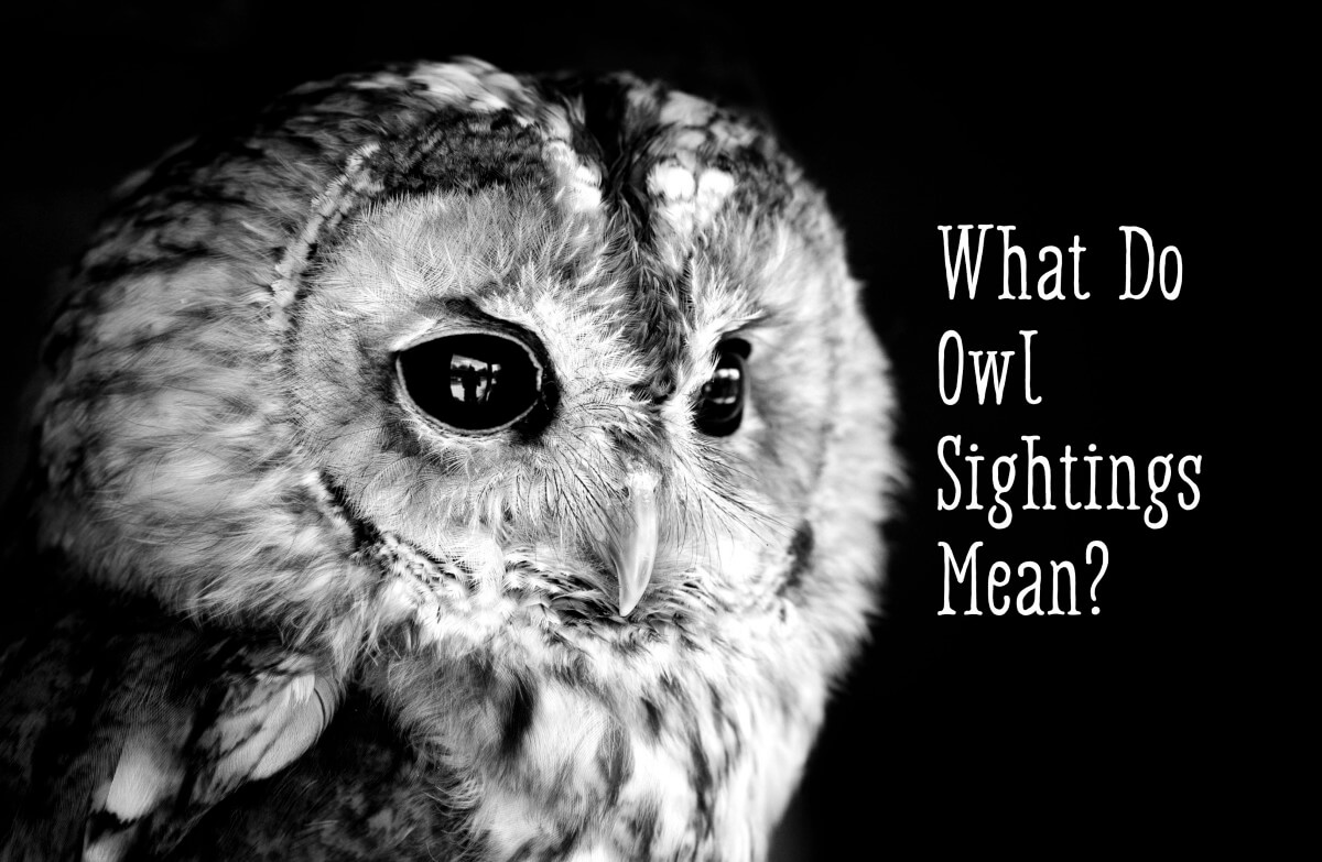 What Do Owl Sightings Mean?