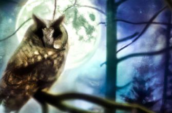 What Does it Mean When you see an Owl?