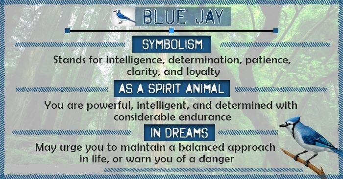 Blue Jay Symbolism Meaning