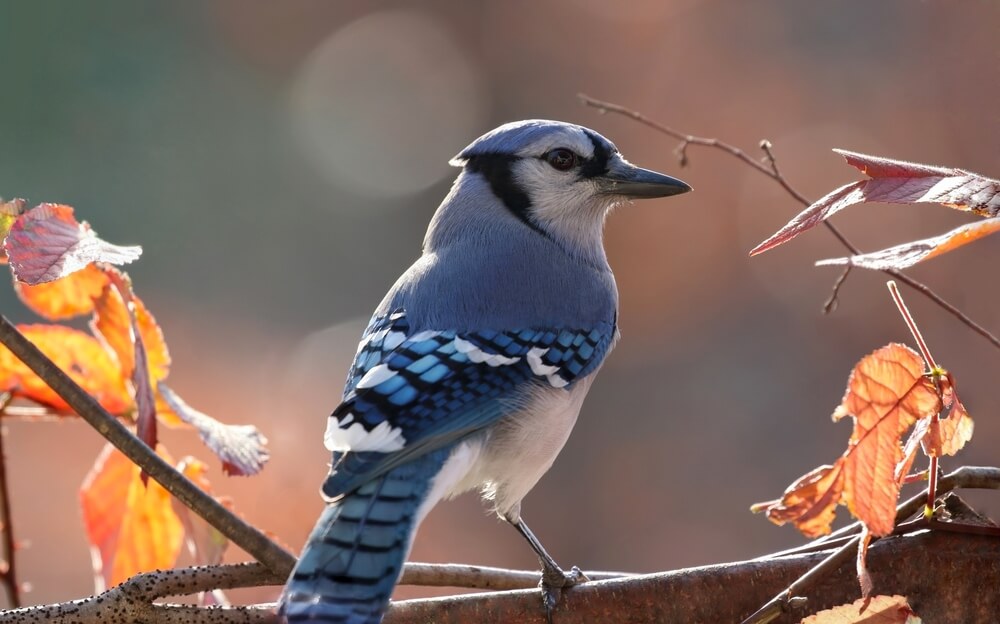 Blue Jay in Culture