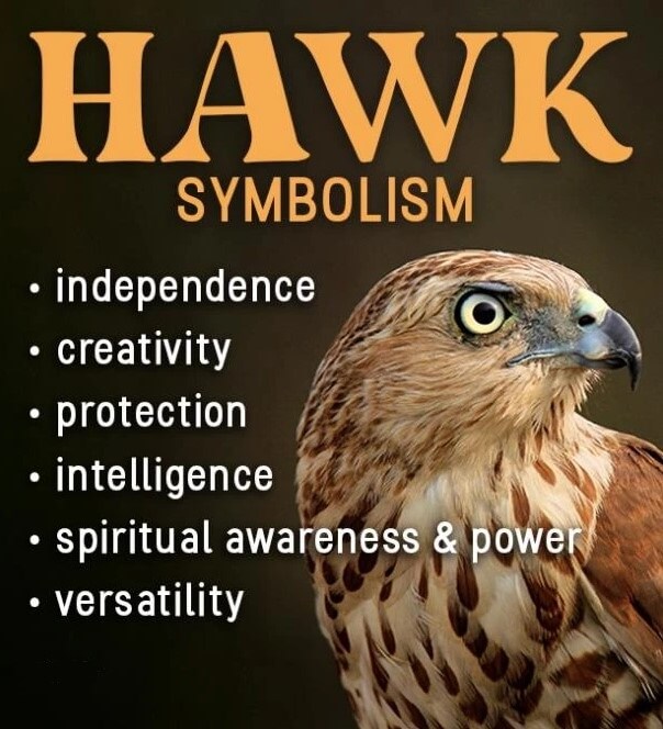 Hawk Symbolism Meaning