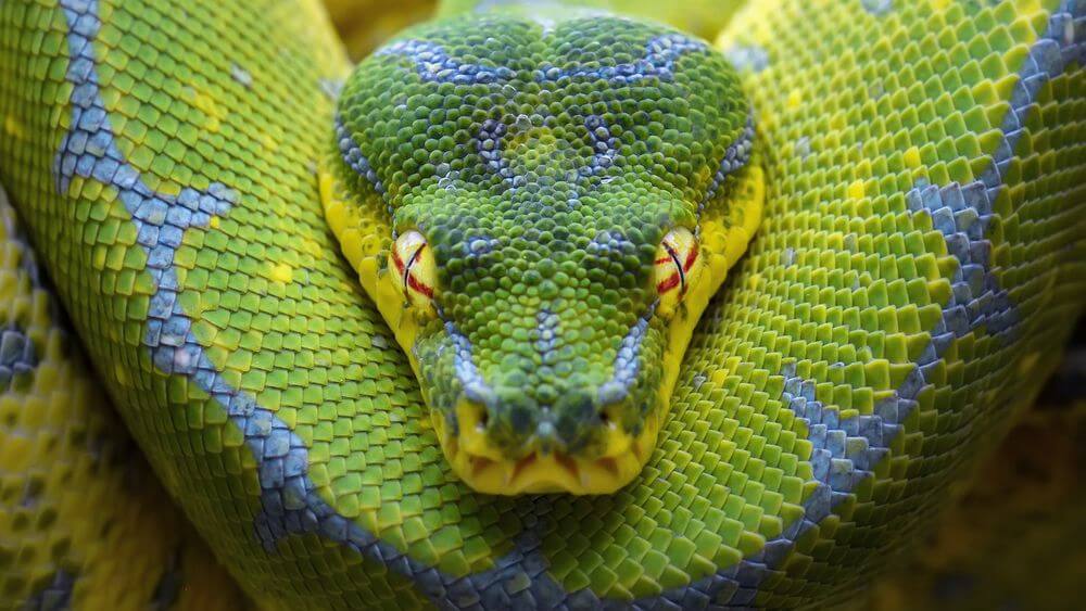 Myths About Snake Biting Dreams
