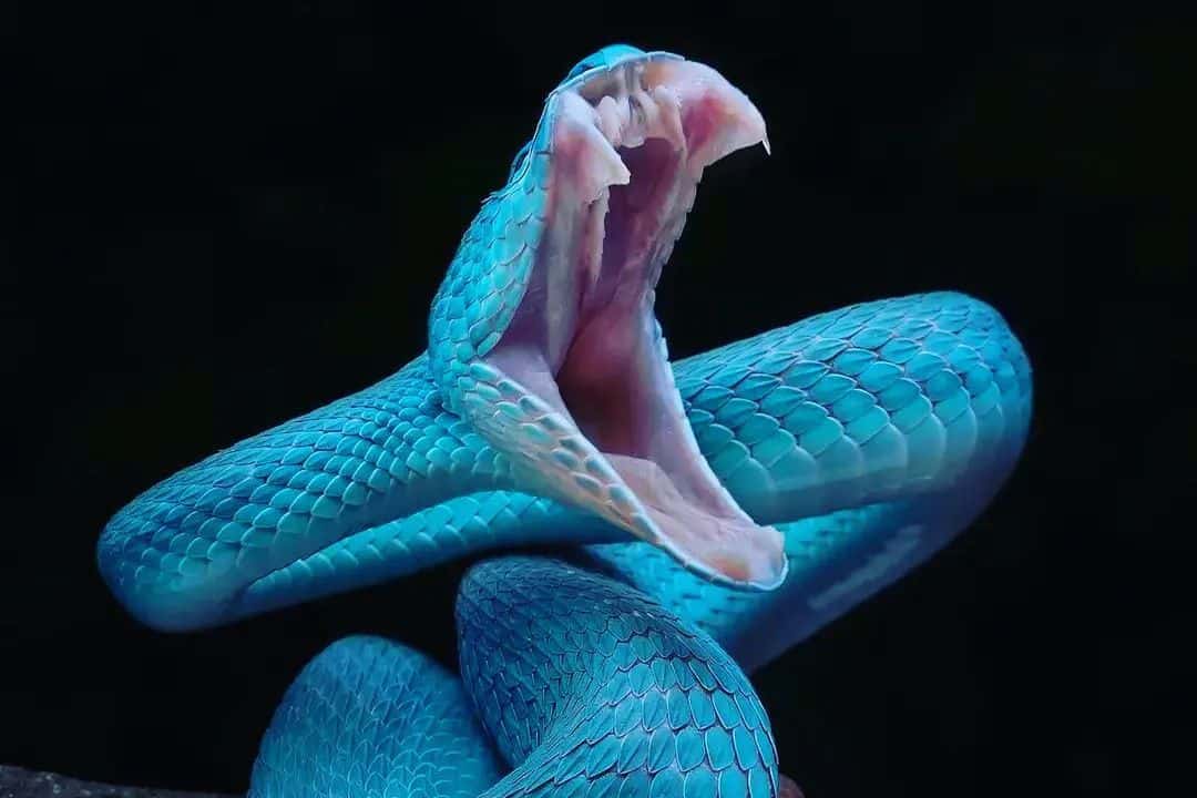 Snake Biting Dreams