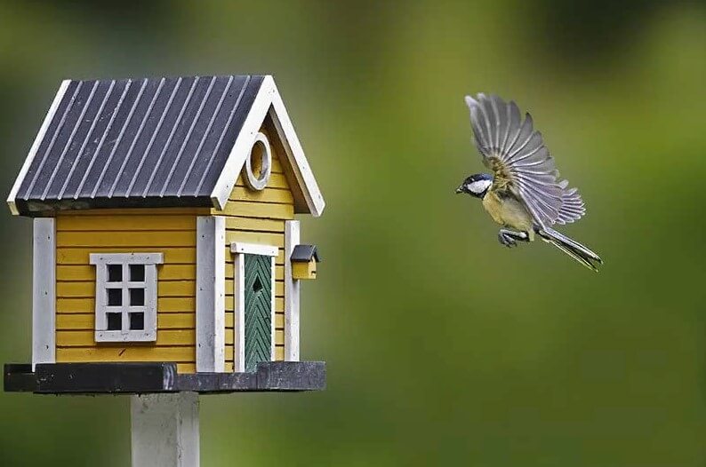 Spiritual Meaning of a Bird Flying in Your House