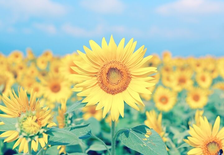 Sunflowers in Spirituality