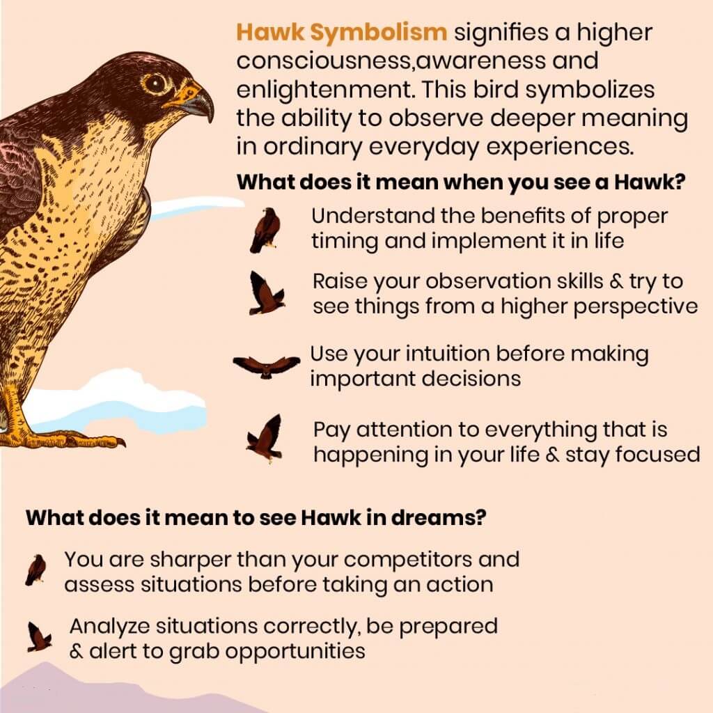 Symbolic Meanings of Hawks