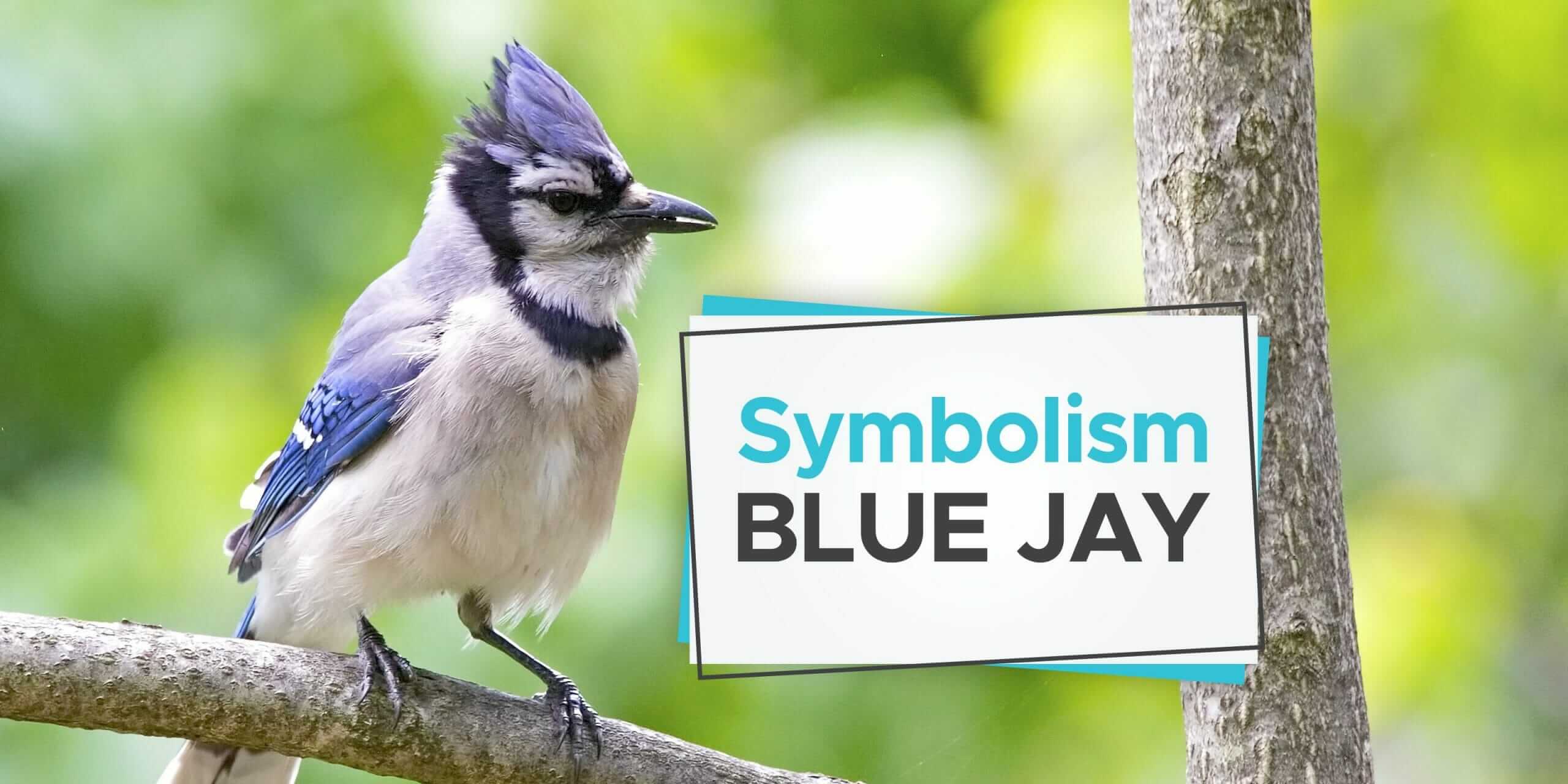 Symbolism Blue Jay in Art