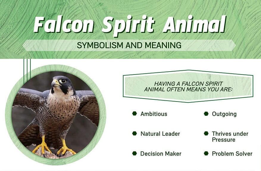 Falcon Spirit Animal