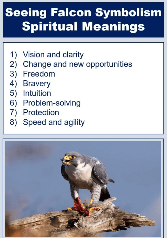 Seeing Falcon Symbolism Spiritual Meanings