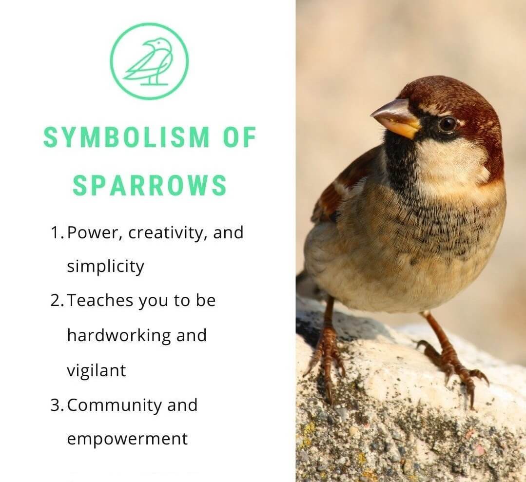 Symbolism Of Sparrow
