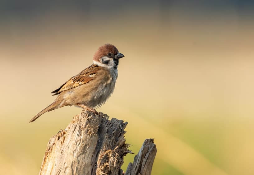 The Sparrow as a Spirit Animal or Totem