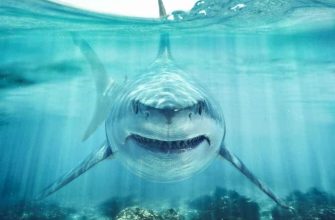 What Does It Mean When You Dream About Sharks?