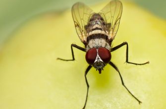 What Is the Spiritual Meaning of Flies in a Dream?