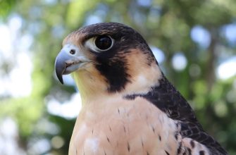 What Is the Spiritual Meaning of Seeing a Falcon?