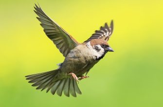 What Is the Spiritual Meaning of a Sparrow?