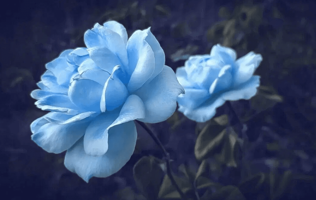 Blue Rose Meaning