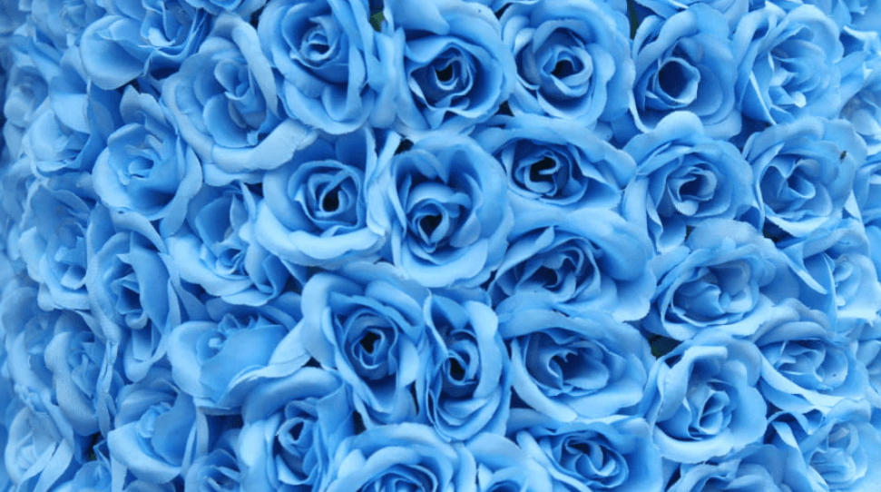 Spiritual Meaning Of a Blue Rose
