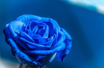 What Is The Spiritual Meaning Of a Blue Rose?